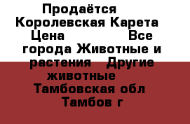 Продаётся!     Королевская Карета › Цена ­ 300 000 - Все города Животные и растения » Другие животные   . Тамбовская обл.,Тамбов г.